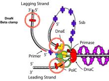 Does knockout-depletion work as designed? Exp