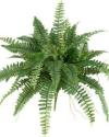 rogue fern