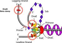 Does knockout-depletion work as designed? Exp