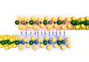 polarized-overlap.png